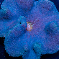 Carpet - Blue M