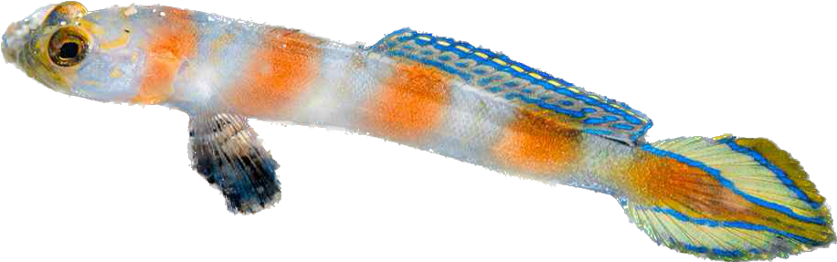 Flagtail Shrimp Goby