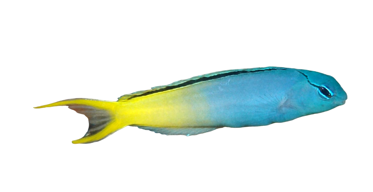 Forktail Blenny