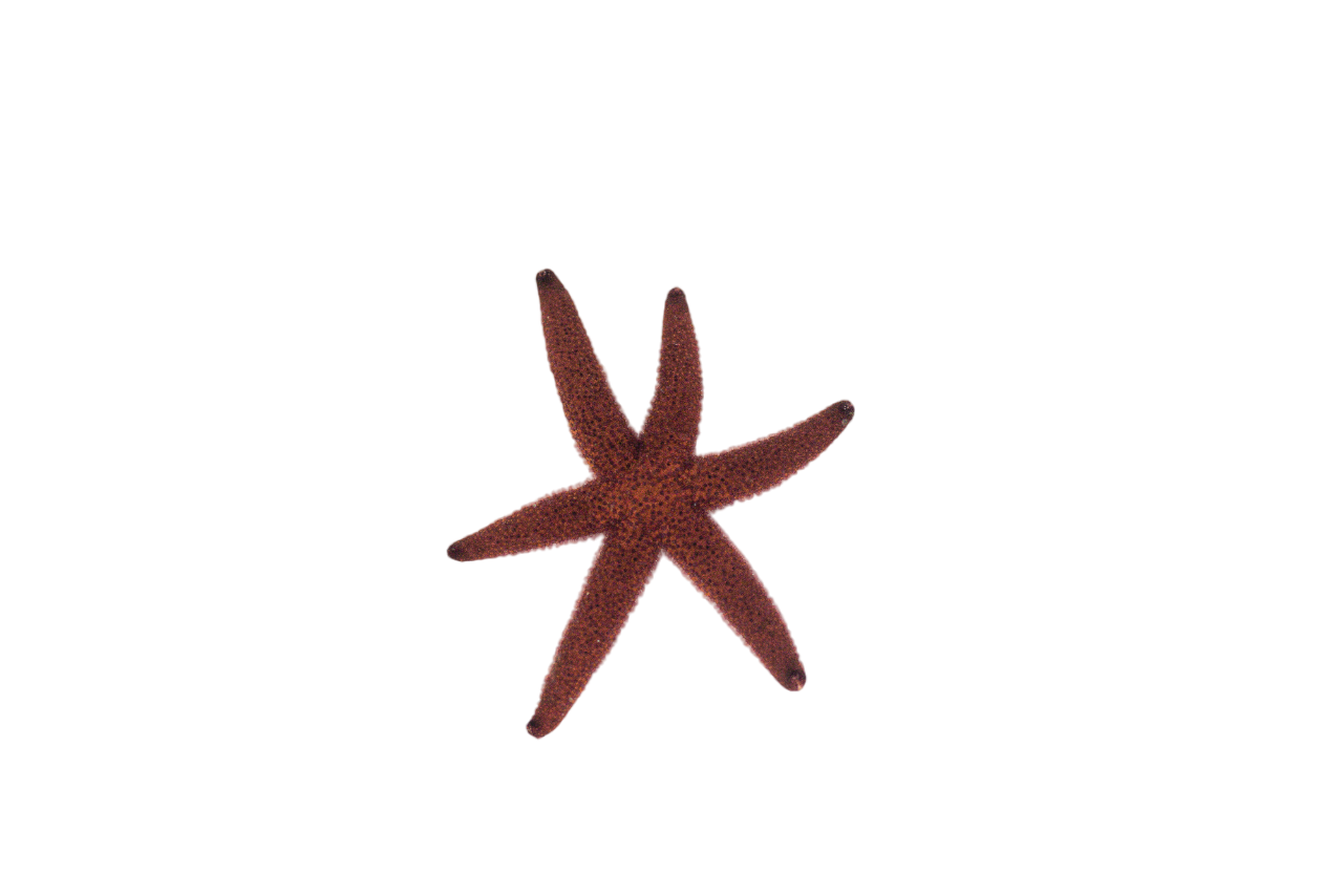 Starfish Large - Easiest to keep