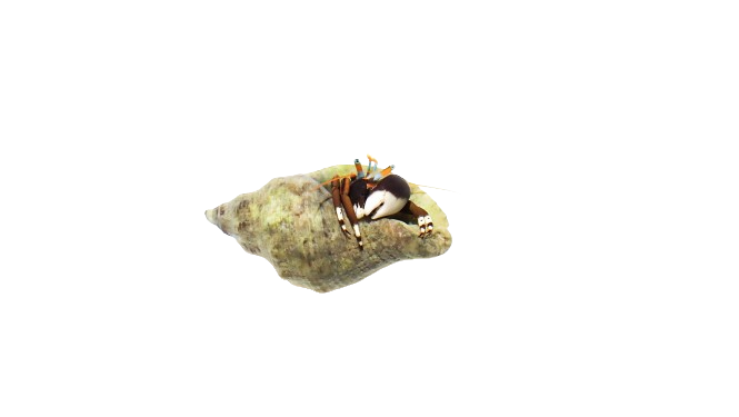 African Blue Eye Hermit Crab