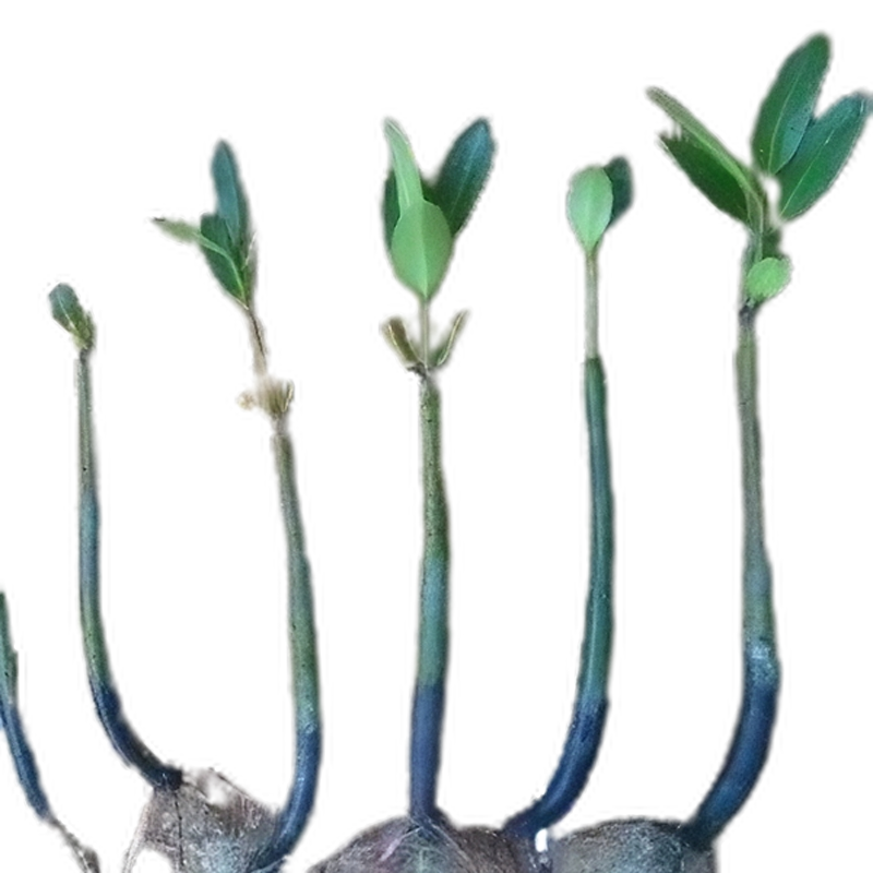 Red Mangrove Rooted w/ Leaves
