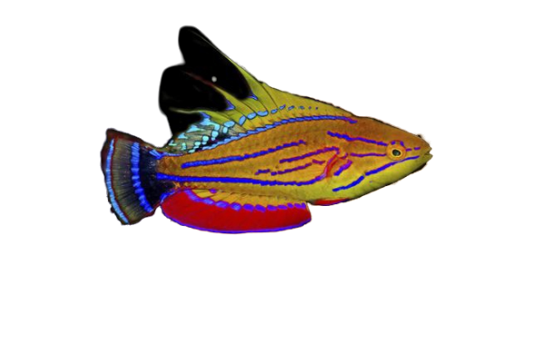 Carpenters Wrasse Super Male
