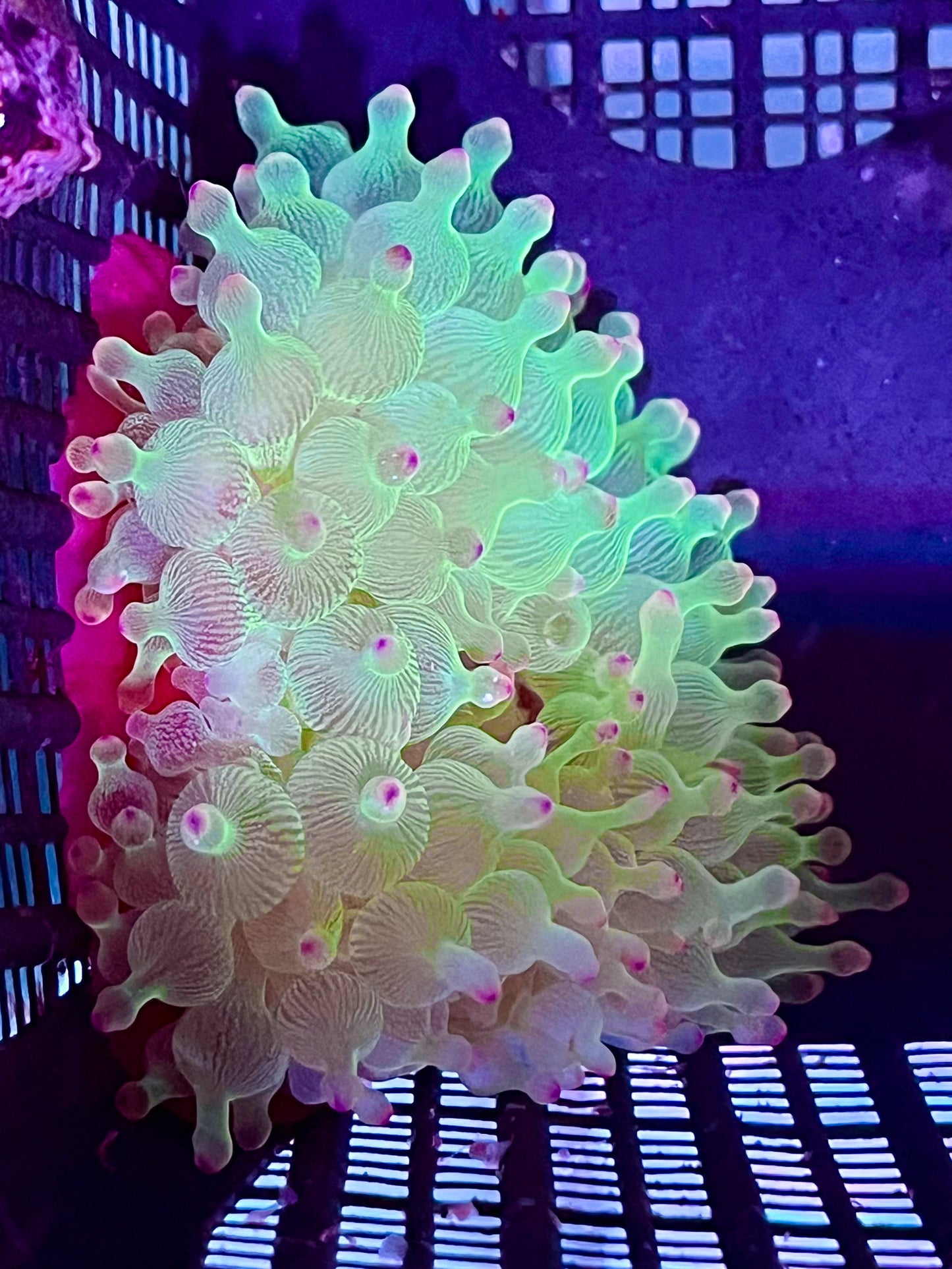 BTA - Green w/ Purple Tips