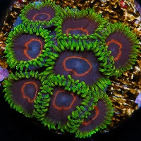 Purple Heart Zoa Frag