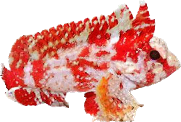 Pygmy Waspfish