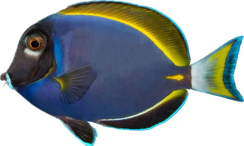 White Cheek/Powder Blue Hybrid L