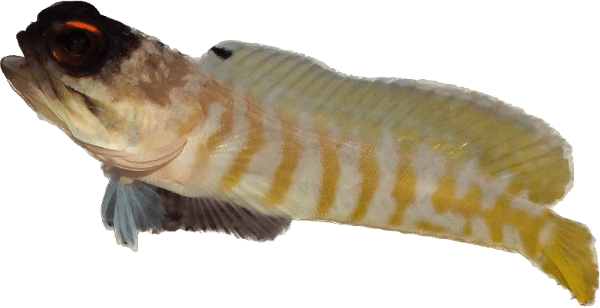 Black Cap Jawfish L