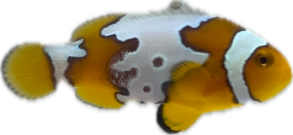 Extreme Snow Onyx Clown