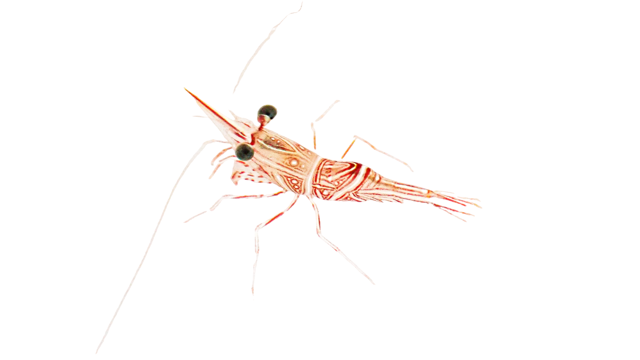Big Eye Dancing Shrimp