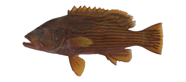 Polleni Grouper