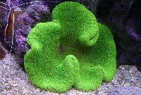 Carpet - Ultra Neon Green