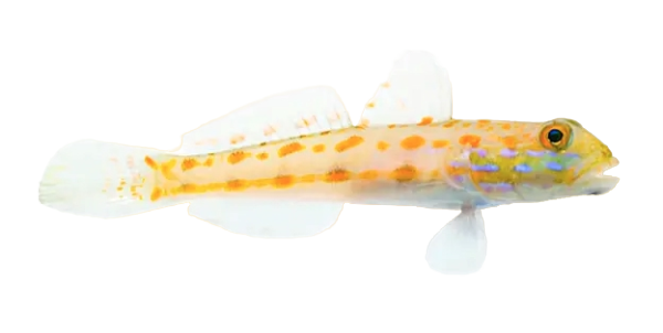 Diamond Goby L