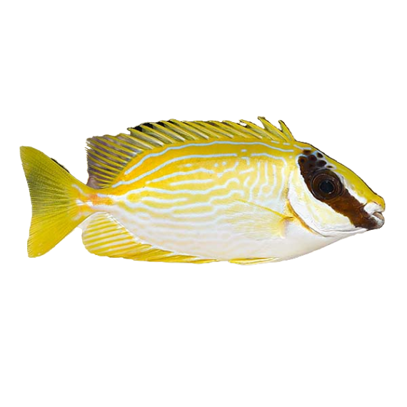 Masked Rabbitfish