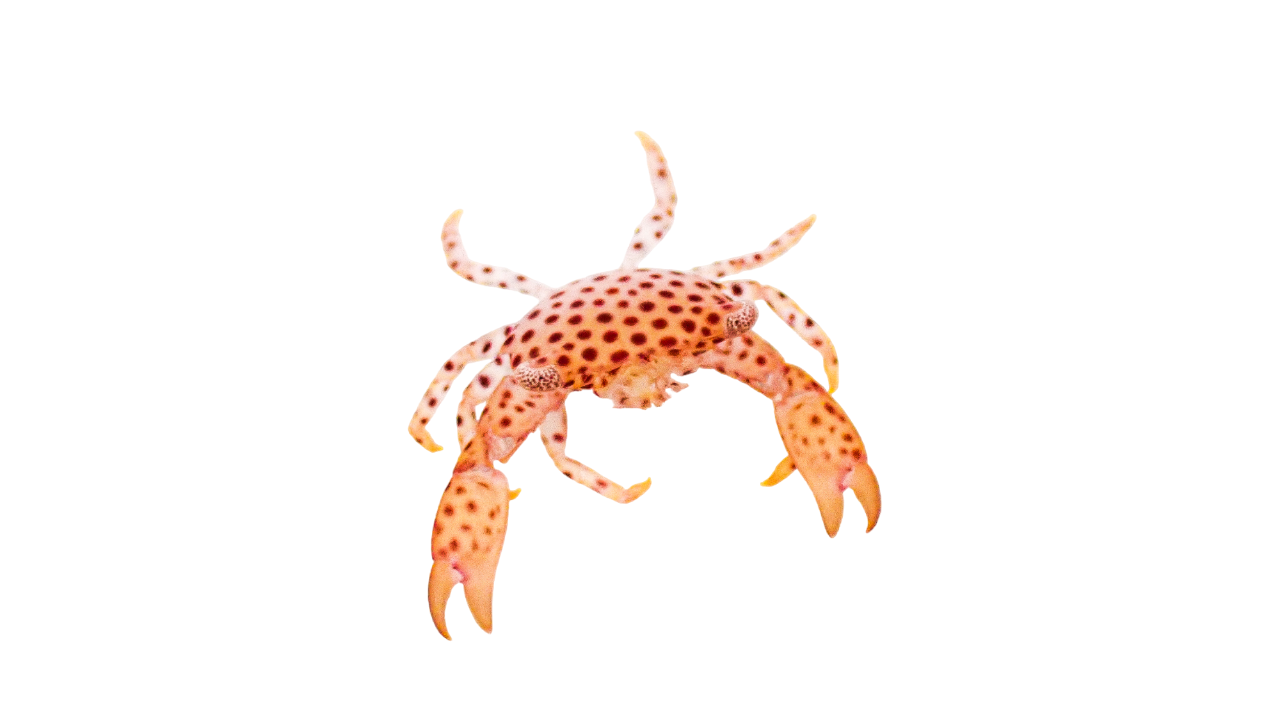 Polkdot Acro Crab M