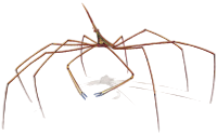 Arrow Crab S