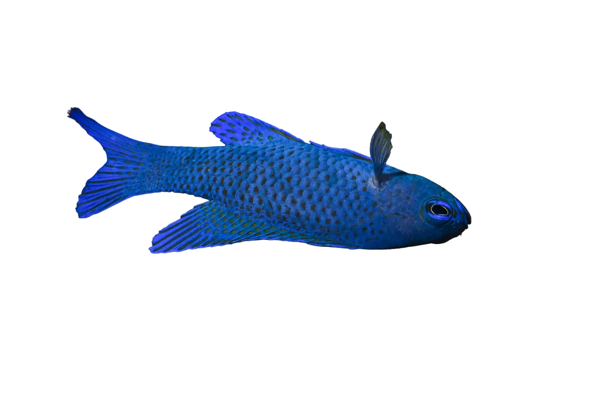 Blue Assessor