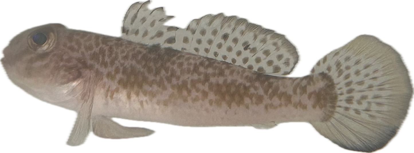 Noteworthy Fish 6