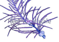 Purple Plume Photosynthetic Gorg - Easy to keep