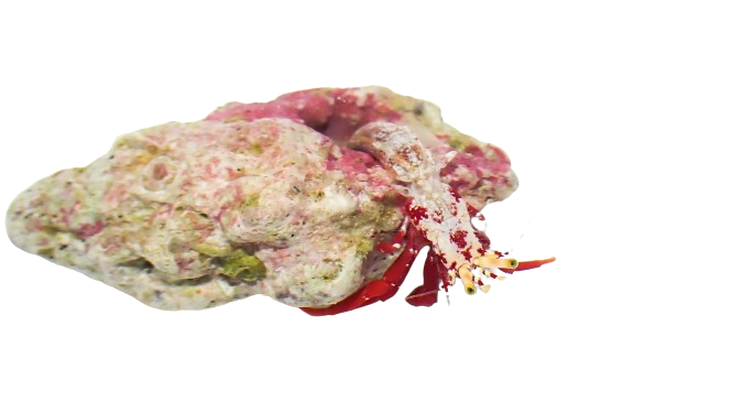 Scarlet Hermit Carb