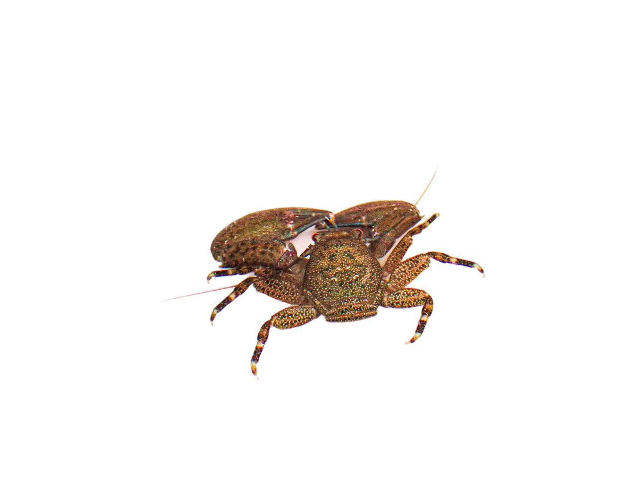 Black Porcelain Crabs
