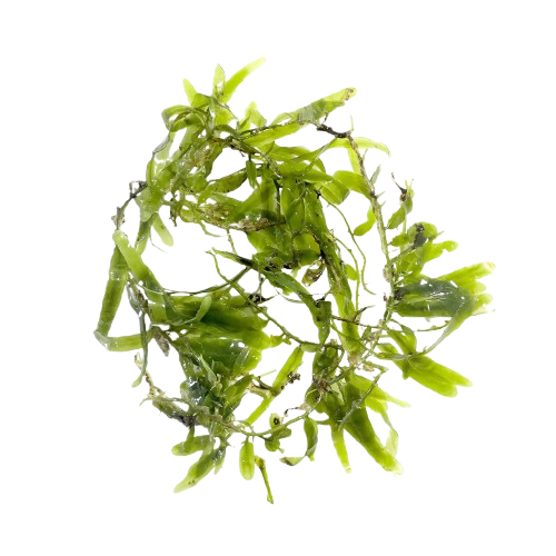 Fine Seagrass Caulerpa