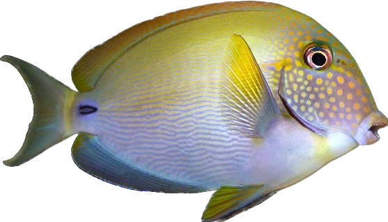 Freckled Tang XL