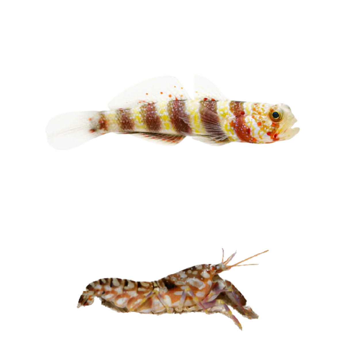 Wheeleri Goby + Tiger Pistol XL PAIR