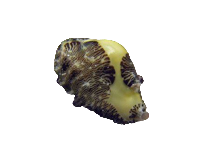 Money Cowrie