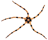 Serpent - Harlequin - Africa