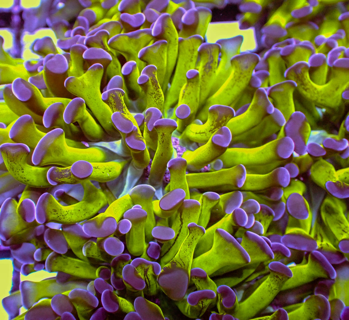 Hammer - Purple Tip Splatter