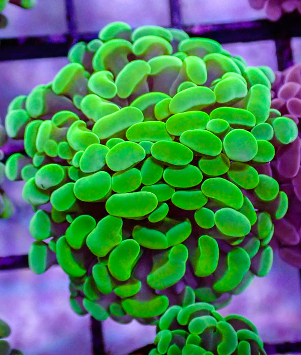 Hammer - Green Pearl