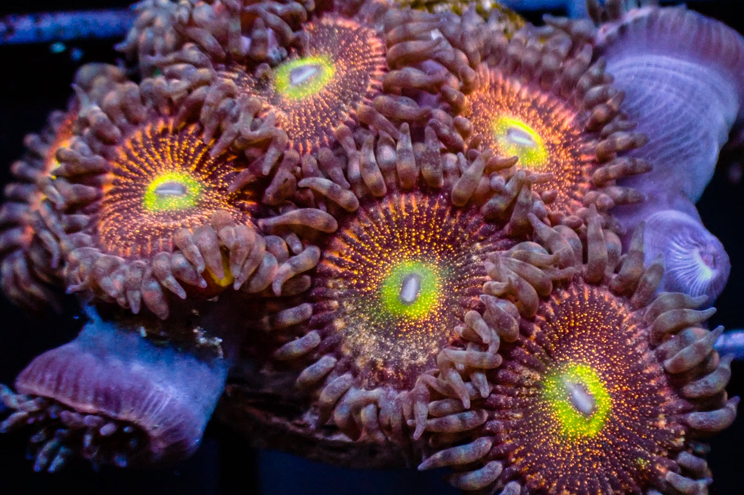 Mohawk Zoa Frag