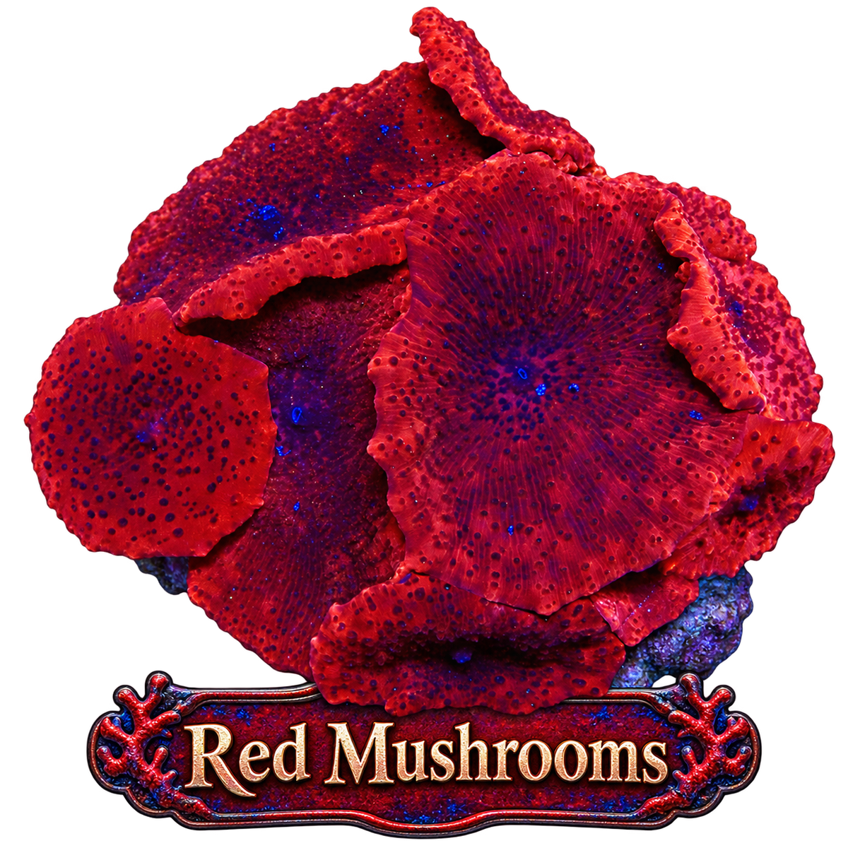 Golden Leopard Discosoma Mushroom