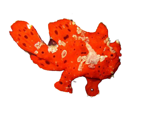 Warty Frogfish - Red M