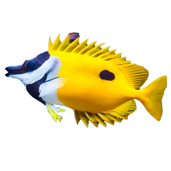 One Spot Foxface Tiny