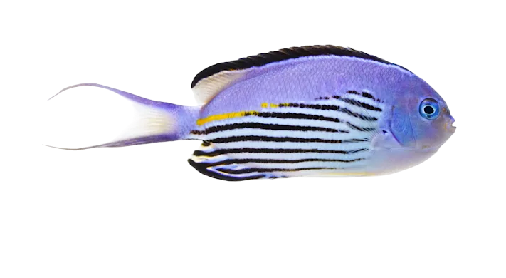 Watanabei Lyretail SUPER Male