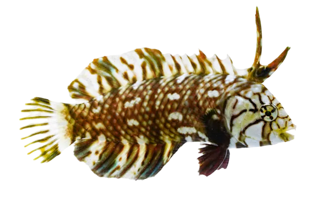 Dragon Wrasse Juvi