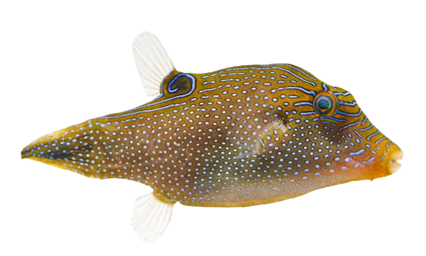 Blue Spotted Toby Puffer