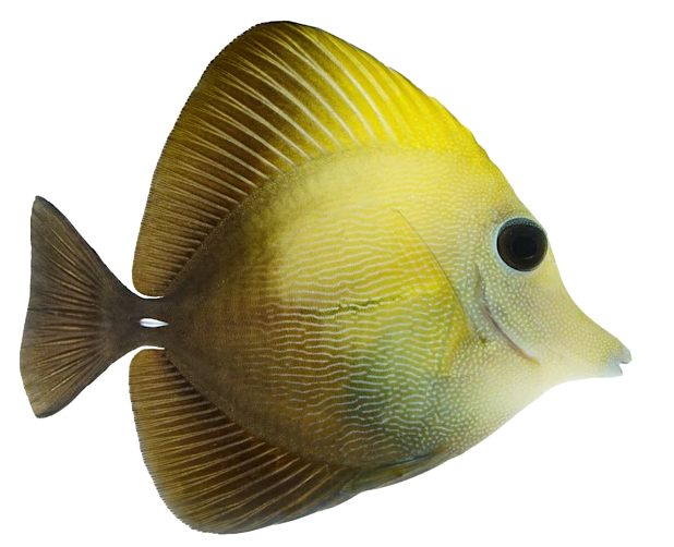 Scopas Tang S