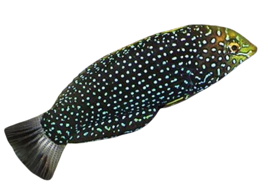 Black Leopard Wrasse