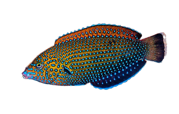 Blue Spotted Wrasse Large