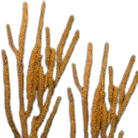 Orange Spiney
