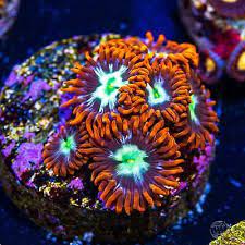 Alpha Omega Zoa Frag