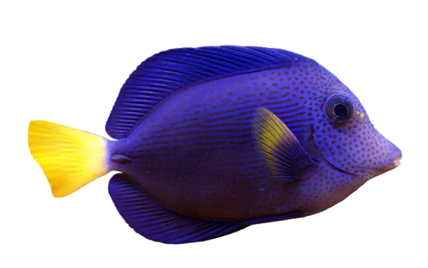 Purple Tang M