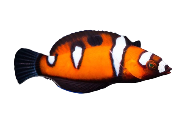 Africa Queen Coris Wrasse Juvi M