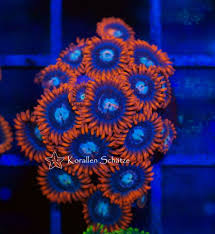 Fire & Ice Zoa Frag