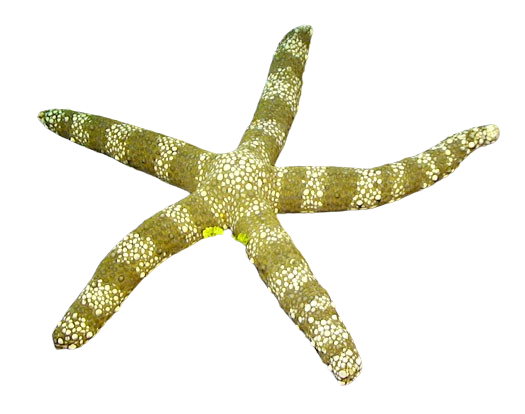 Warty Starfish