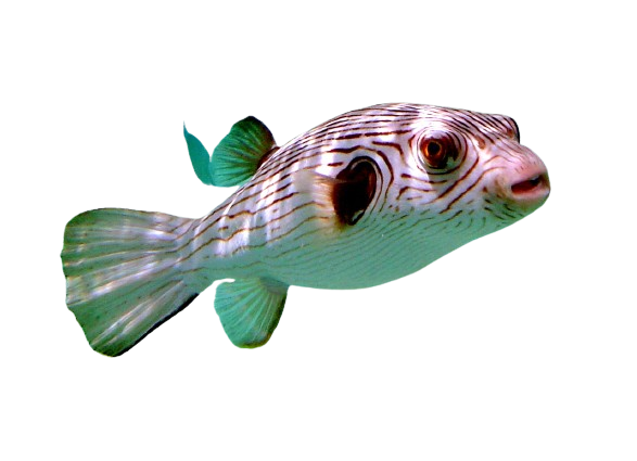 Lined Puffer M