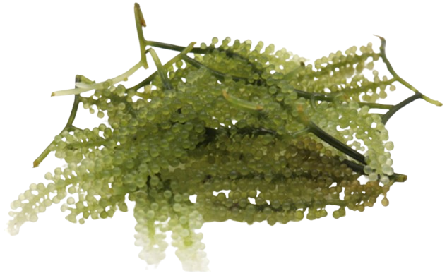 Grape Caulerpa